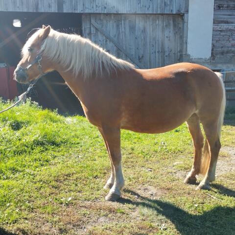 Haflinger-Zuchtstute