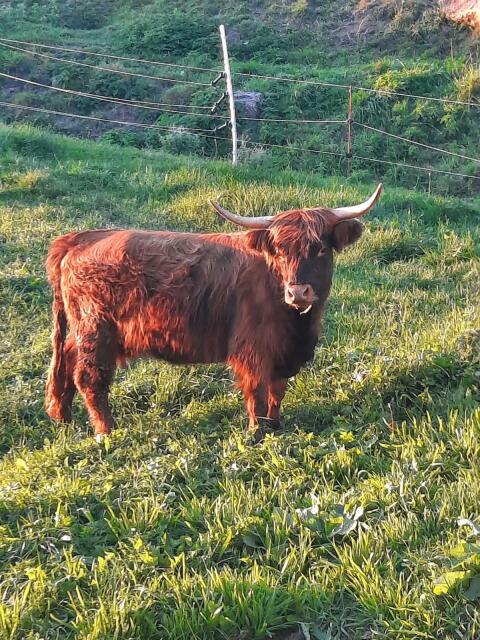 Mini Highlands