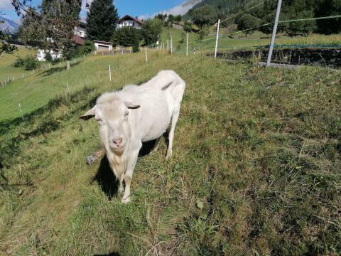 Verkaufe zutraulichen Saaneziegenbock.