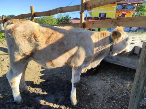 Kalbin FVxCH, geb. 26.02., 220 kg