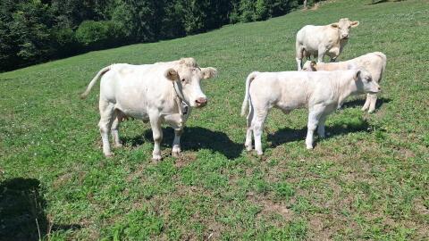 Charolais