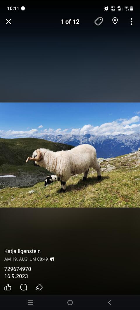 Walliser Schwarznasenschafe