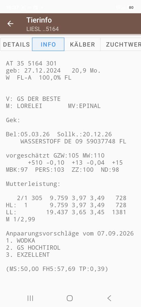 Fleckvieh-Zuchtkalbinnen, geweidet