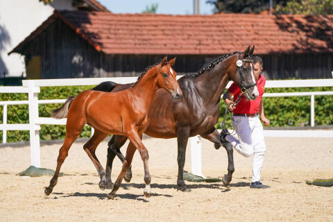 Malibu, Österr. Warmblut-Stute