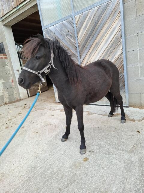 Pony-Wallach abzugeben
