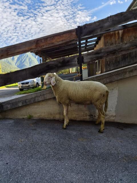 Bergschaf-Widder
