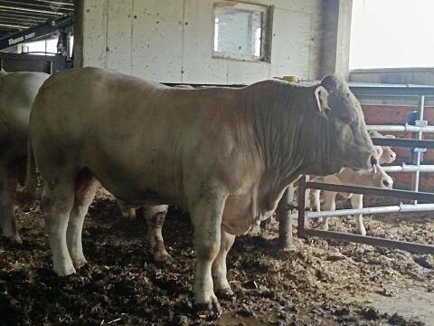 Charolais