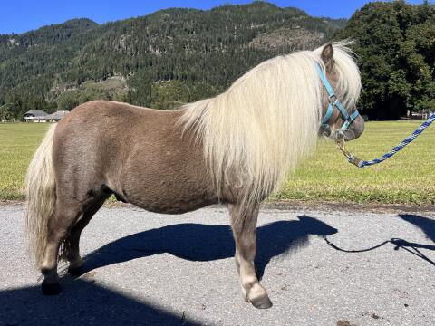Minishetty-Hengst Styrian Hill Anton
