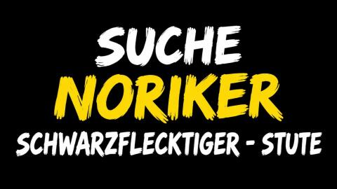 Suche Noriker Schwarzfleck-Tigerstute