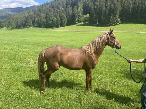 Araber-Hengst