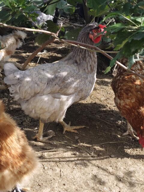 Huhn Grünleger