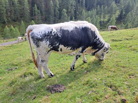 Pustertaler Sprinzen Kalbin