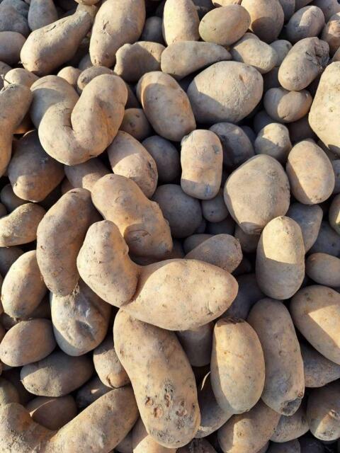 Futterkartoffeln