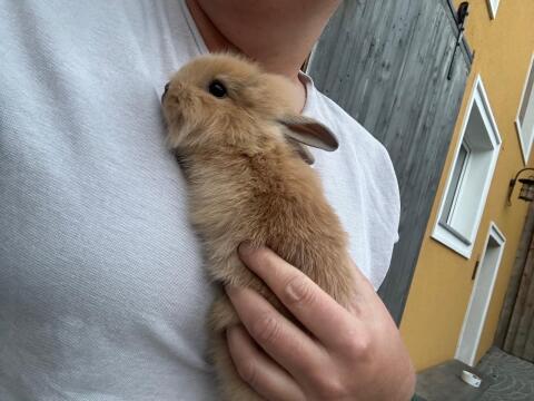 Zwergkaninchen