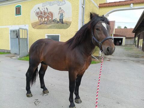 Pferd