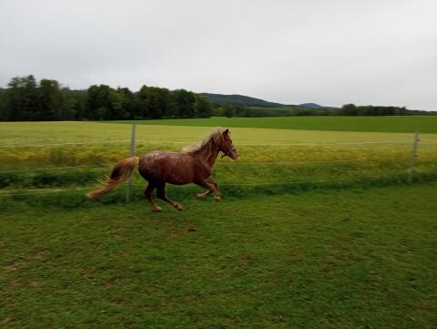 Verkaufe Pony-Stutfohlen