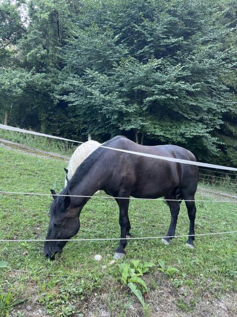 Verkaufe Paint Horse-WB