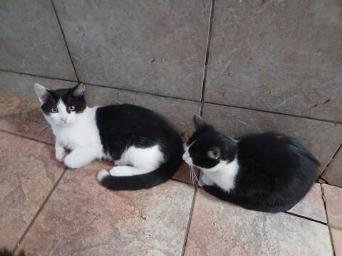 Katzenbabys