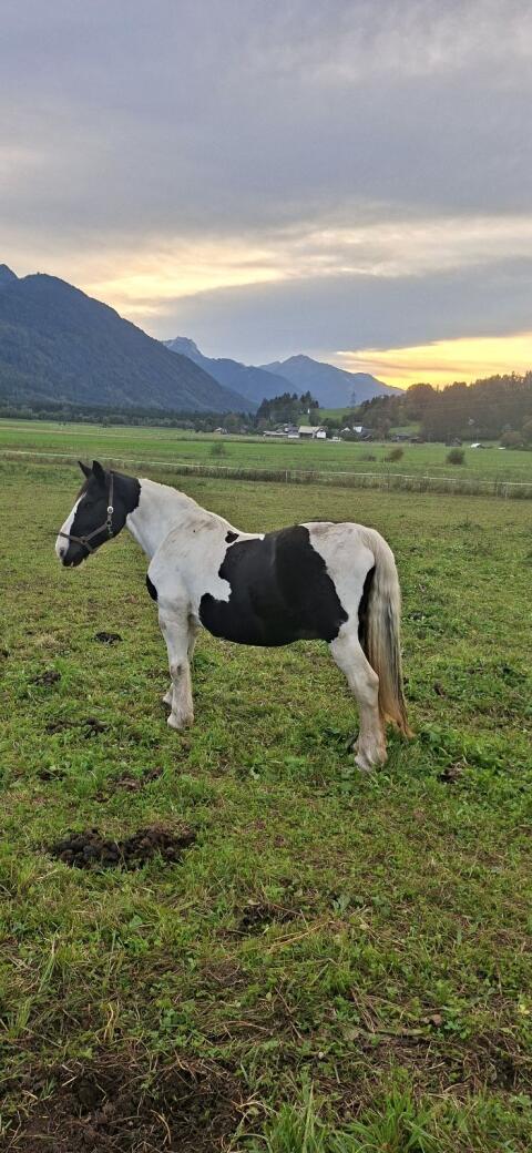 Noriker Rappscheck-Stute