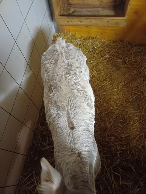 Original Braunviehstierkalb