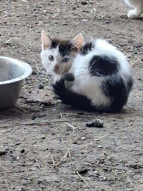 Babykatzen