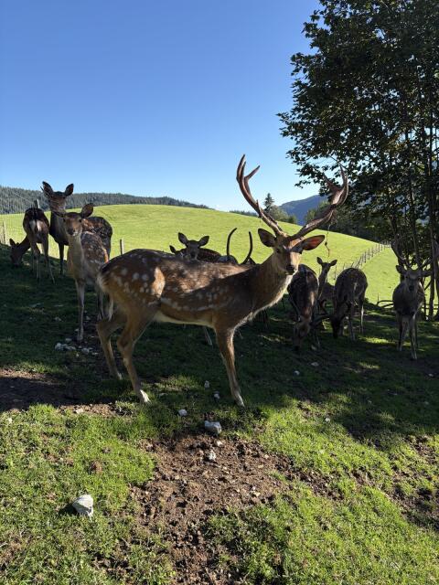 Verkaufe Sika-Dybowski