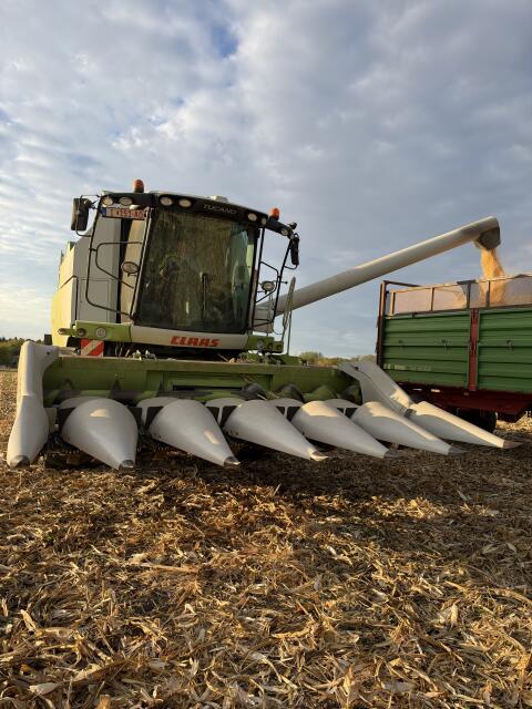Claas Conspeed 6-75 C Maispflücker