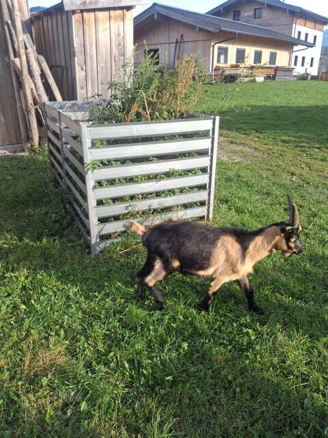 Passeirer Gebirgsziegenbock
