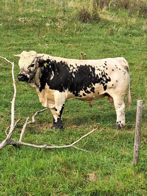Pustertaler Sprinzen Stier