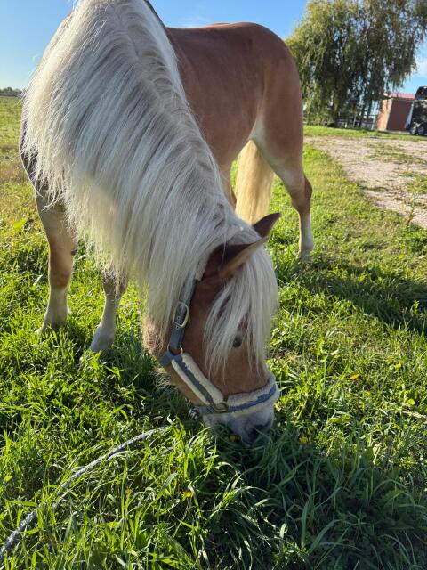 Haflinger-Stute Zucht, Freizeit
