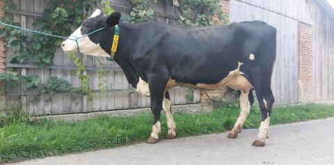 Holstein Erstlingskuh