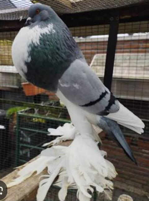 Symbolfoto Pommersche Kröpfer