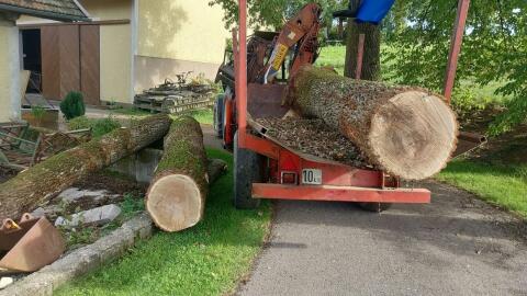 Eichenstämme