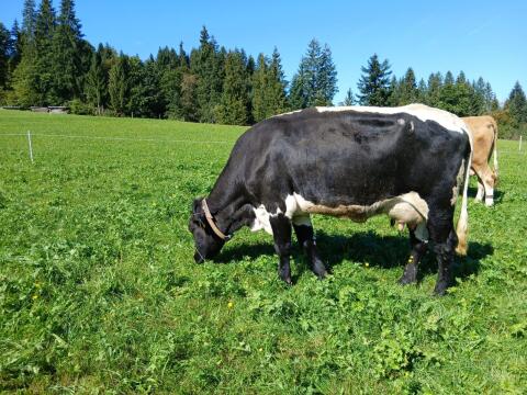 Original schwarze Pinzgauer Erstlingskuh