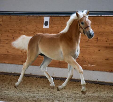 Blitz, Haflinger Hengst