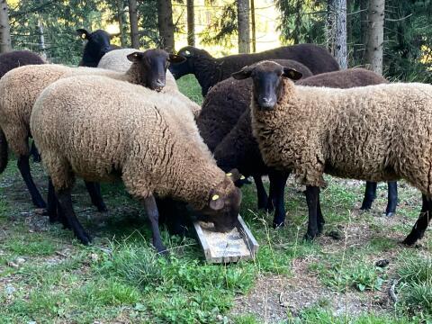 Jura Bio-Zuchtlämmer zu verkaufen