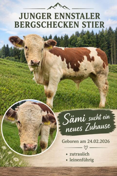 Enztalerbergschecken-Stier