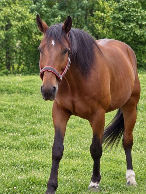 Traber Apollo