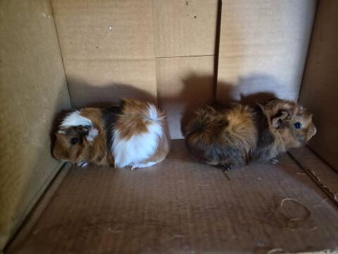 Meerschweinchen