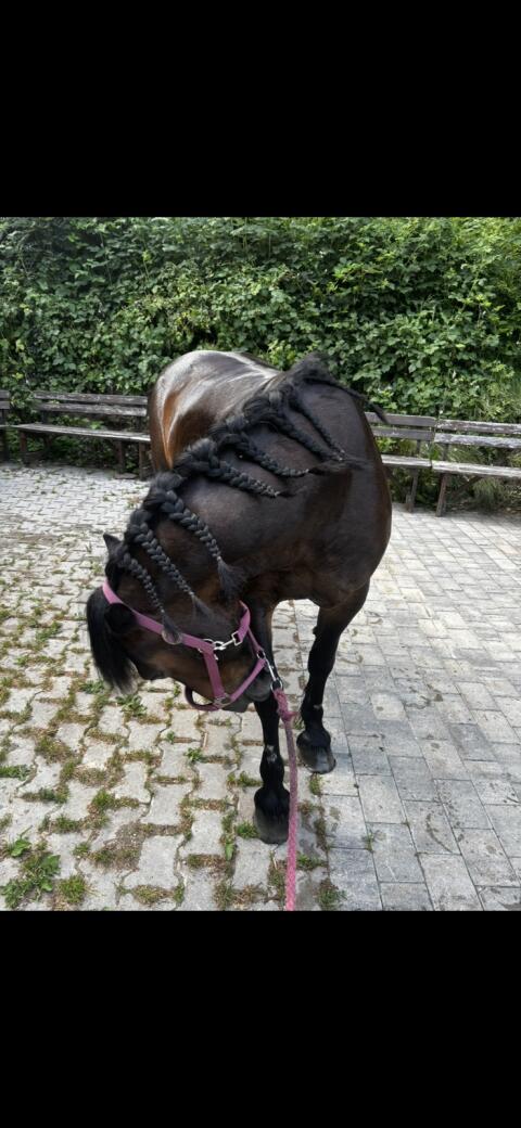Pony