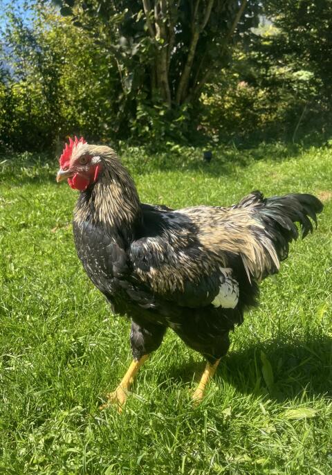 Barnevelder-Hahn