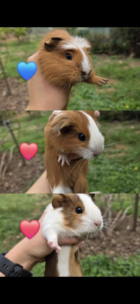 Meerschweinchen, Pfau