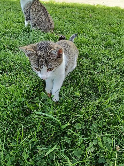 Babykatze