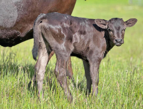 Wagyu Fullblood Zuchtkühe mit Kälbern