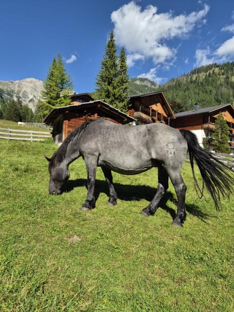 Stella, Noriker Stute