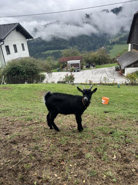 Jungbock zu verkaufen