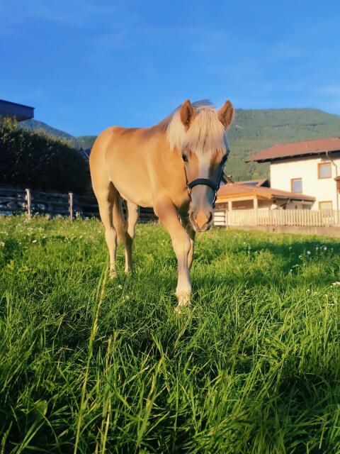 Haflinger Hengstfohlen