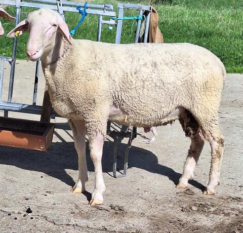 Merino-Jungwidder
