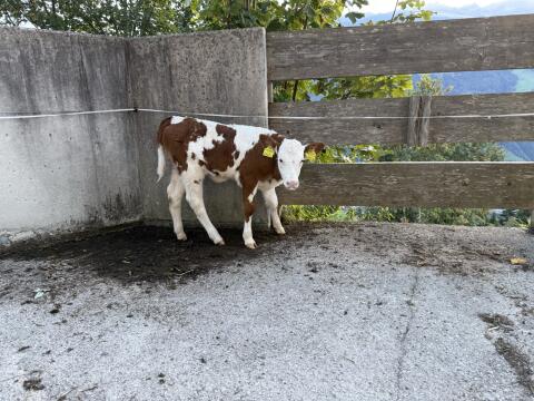 FV Kalb