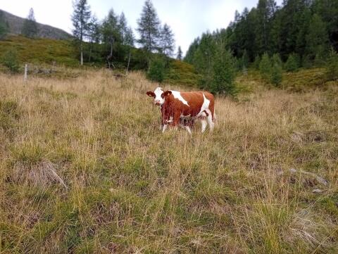 Mutterkuh mit Kuh-Kalb zu verkaufen